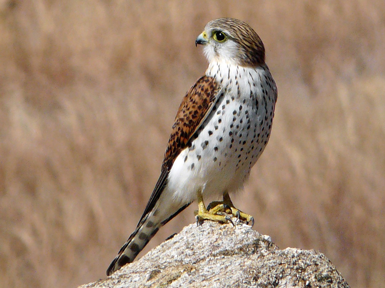 Malagasy Kestrel - Nigel Voaden