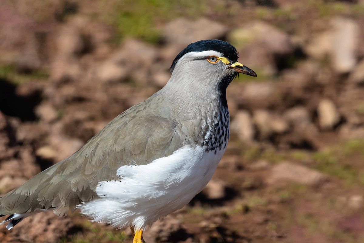 Spot-breasted Lapwing - ML211708891