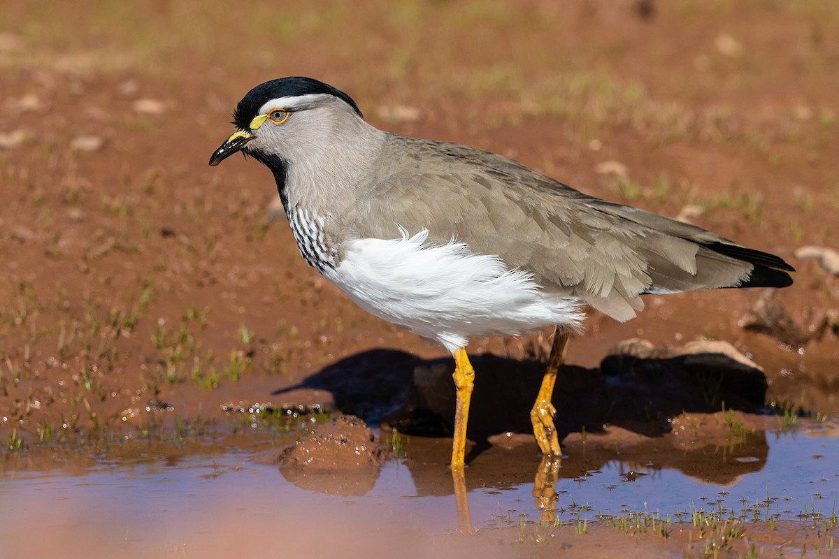 Spot-breasted Lapwing - ML211708901