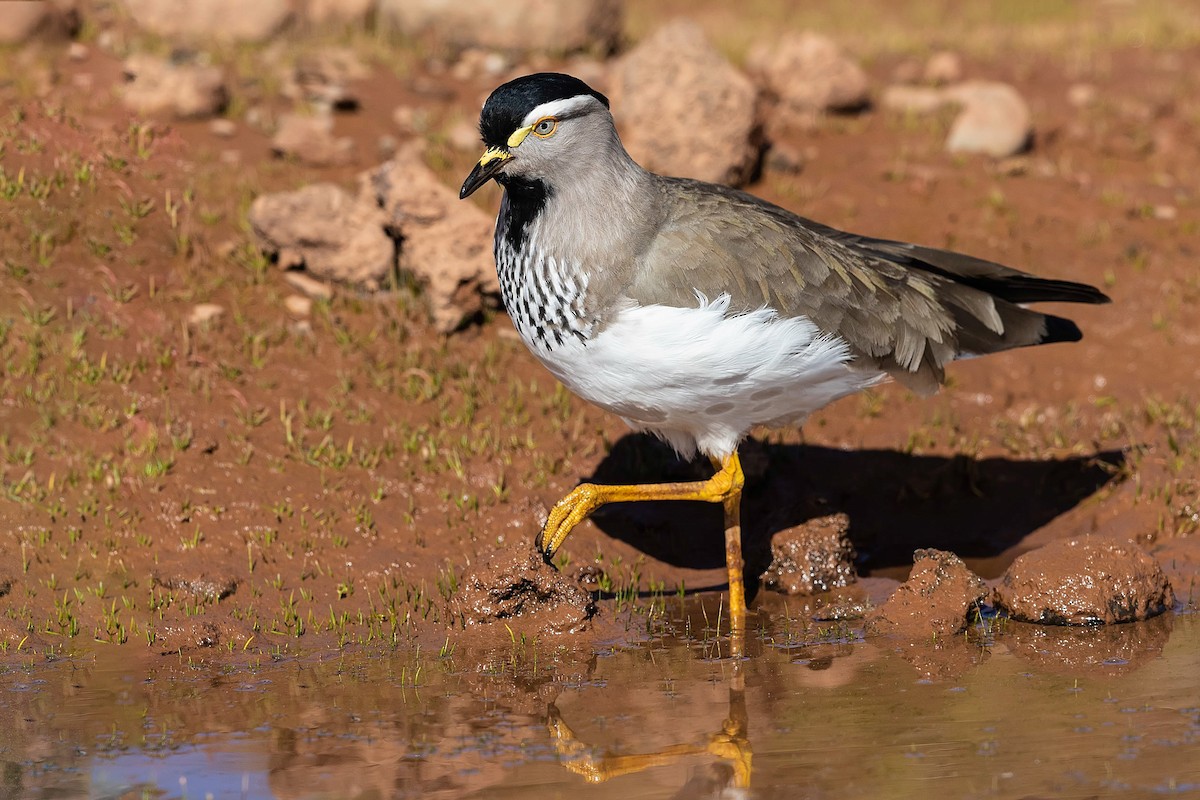 Spot-breasted Lapwing - ML211708951