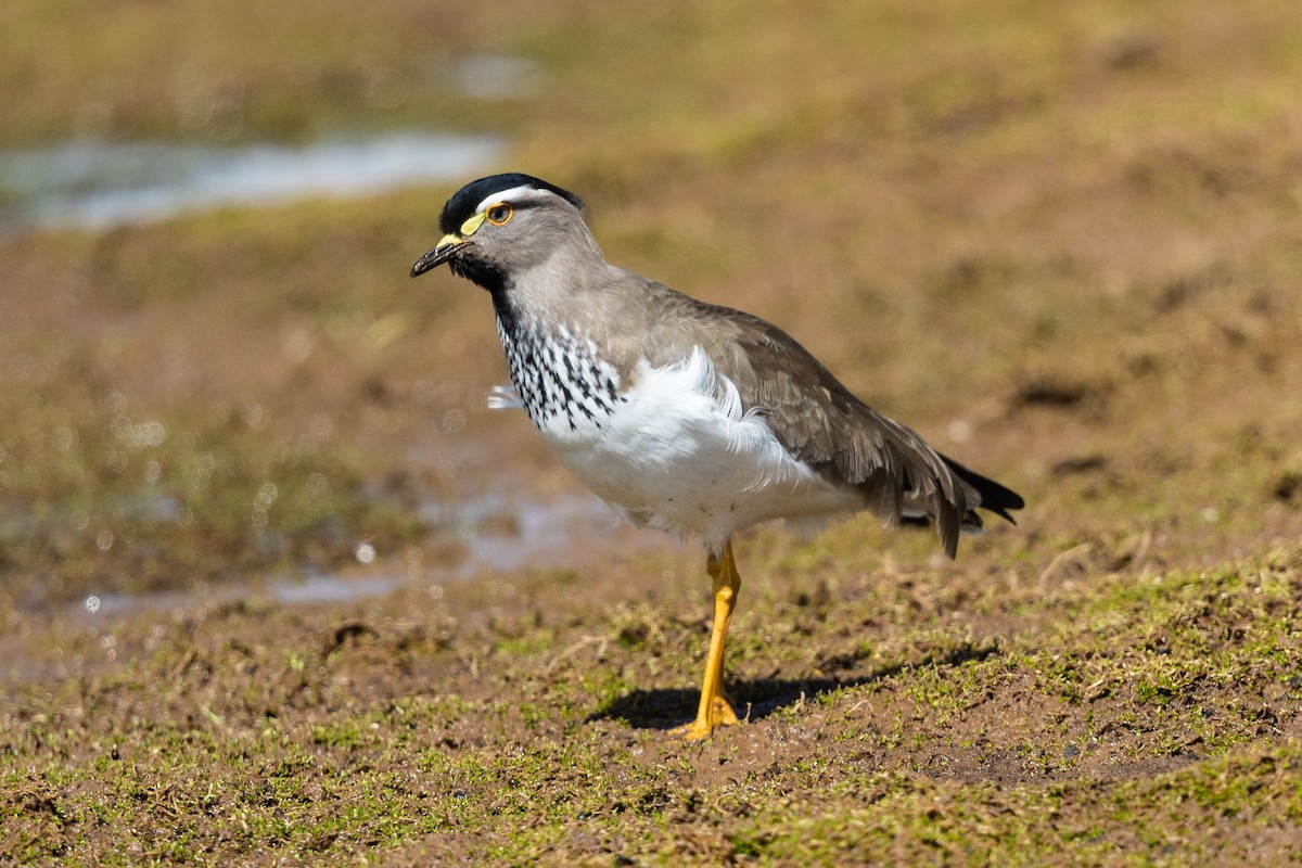 Spot-breasted Lapwing - ML211709091