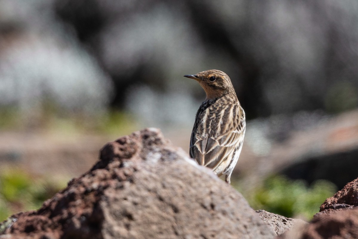 Red-throated Pipit - ML211709271