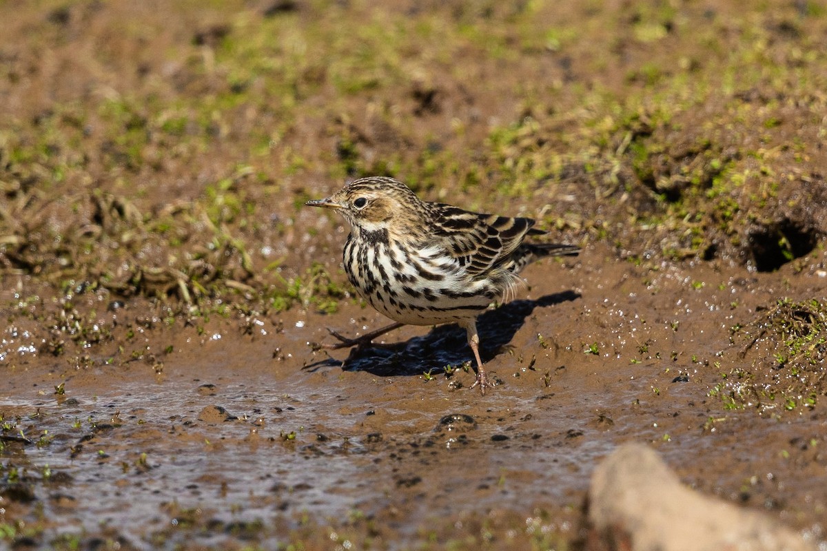 Red-throated Pipit - ML211709281