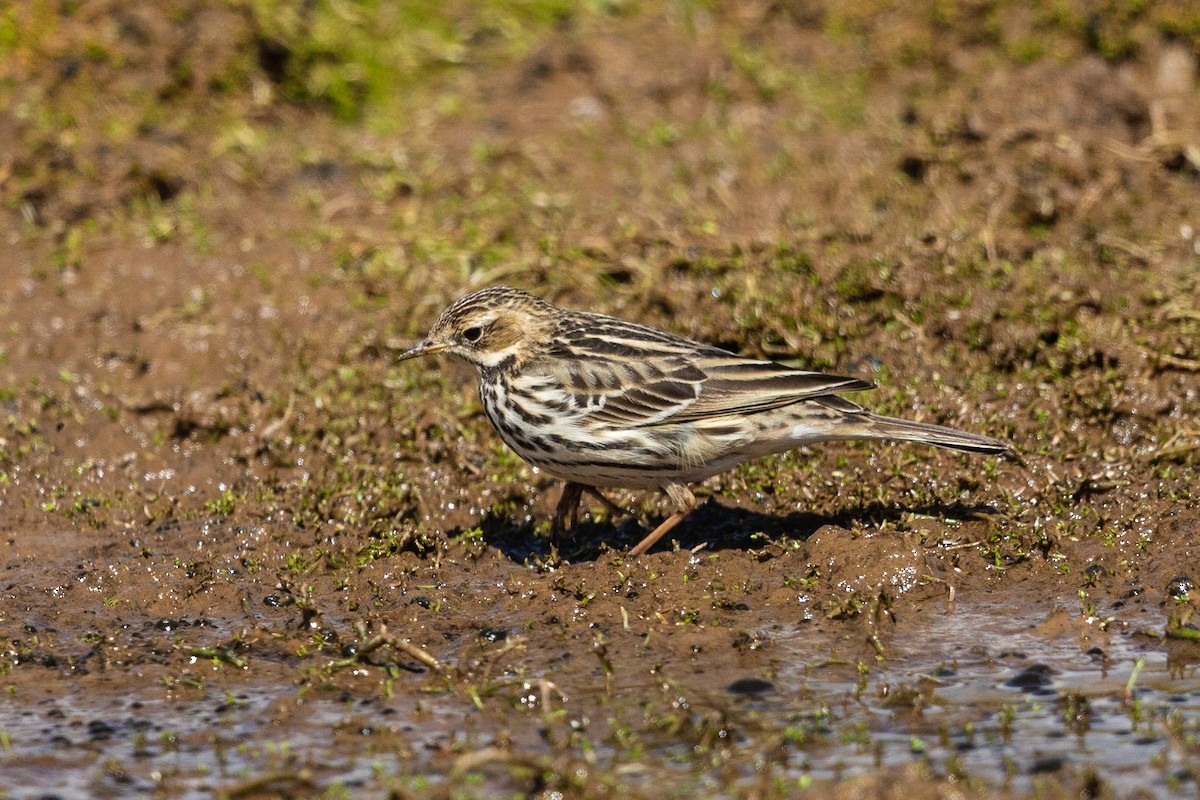 Red-throated Pipit - Stefan Hirsch