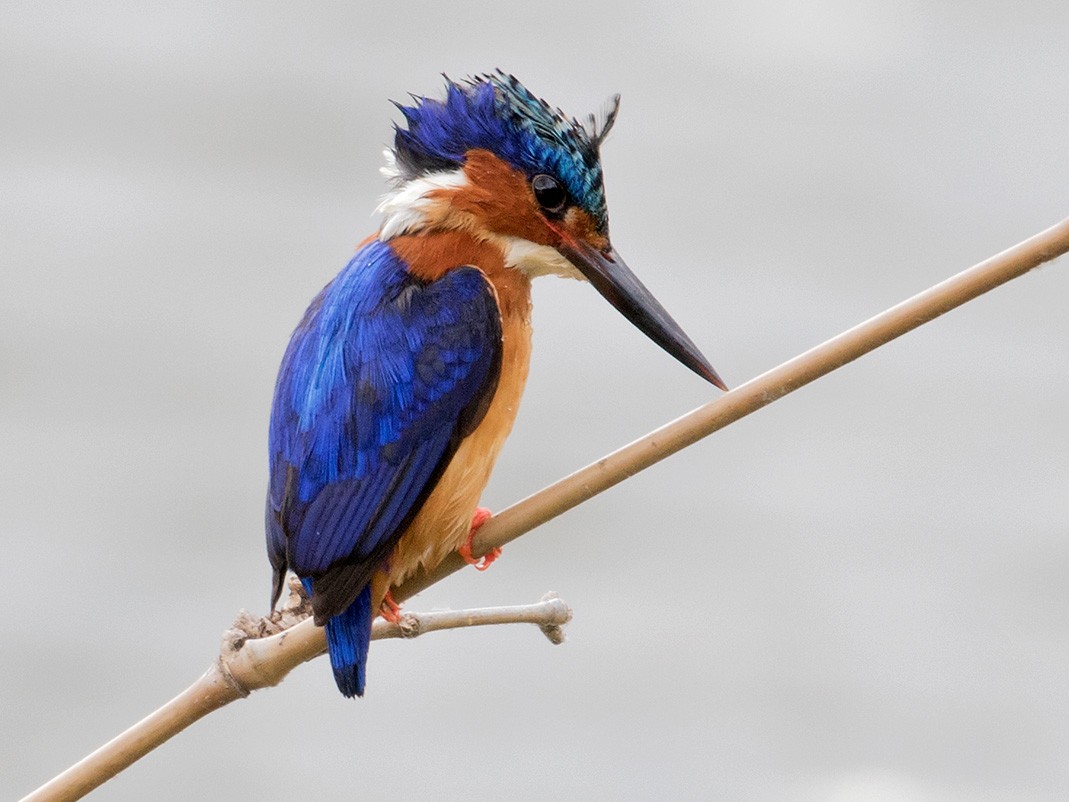 Malagasy Kingfisher - Sam Woods