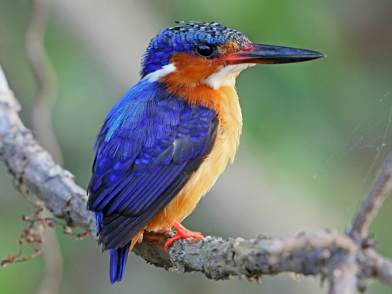 Malagasy Kingfisher - Nigel Voaden