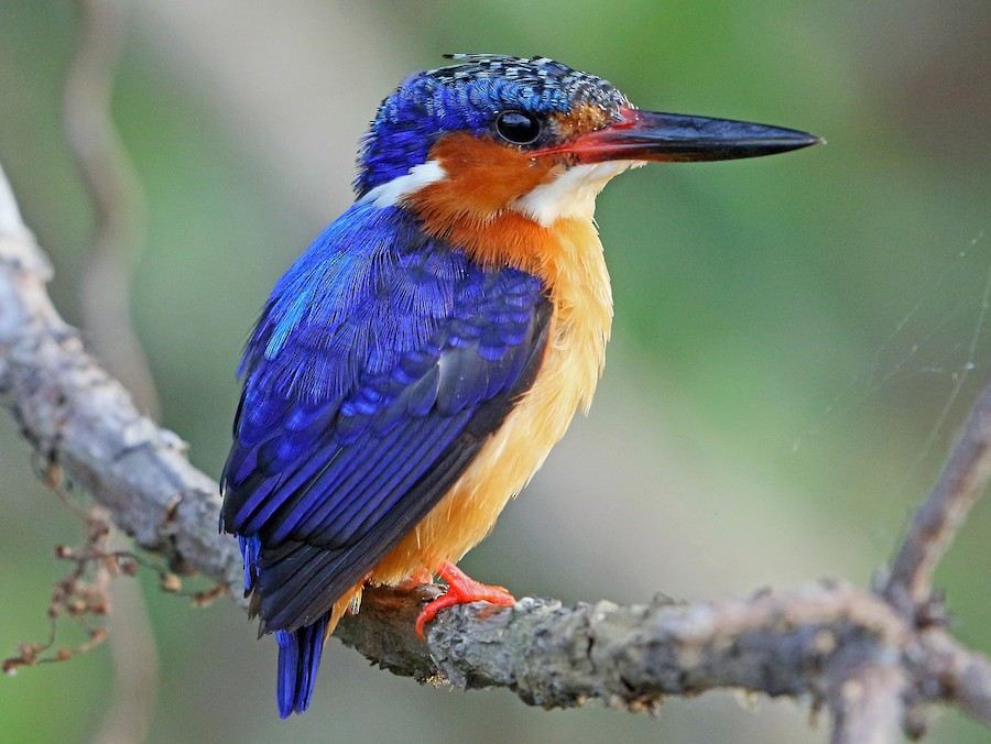 Malagasy Kingfisher - eBird