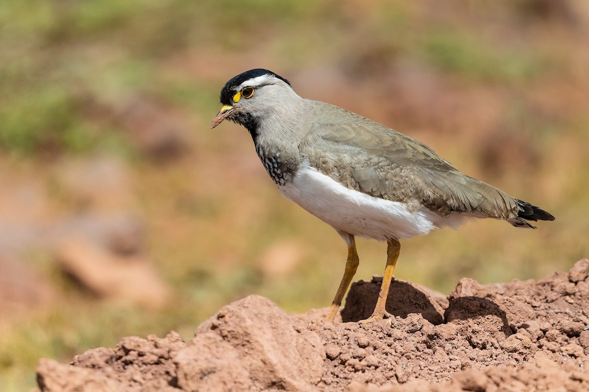 Spot-breasted Lapwing - ML211709641