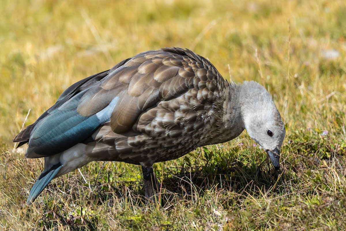 Blue-winged Goose - Stefan Hirsch