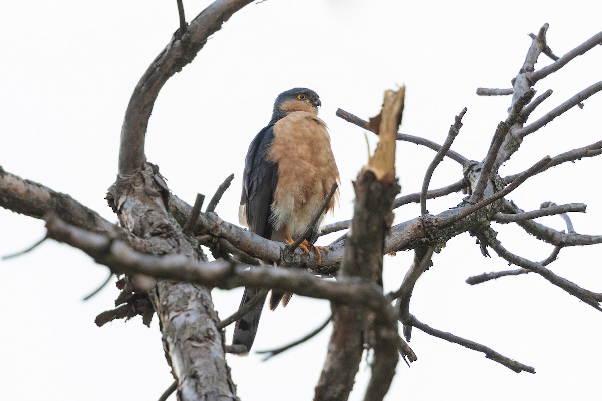 Rufous-breasted Sparrowhawk (Ethiopian) - Stefan Hirsch