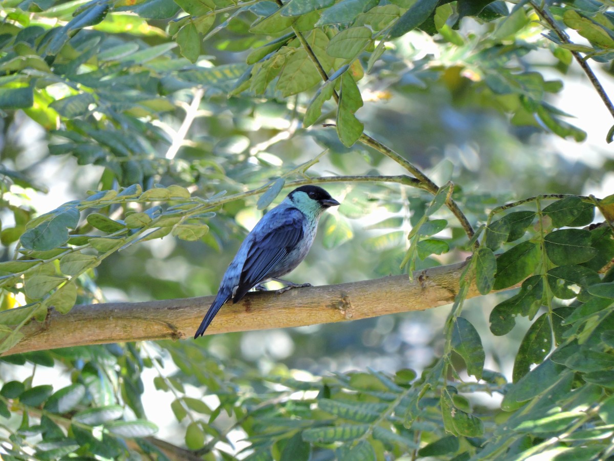 Black-capped Tanager - ML211713411