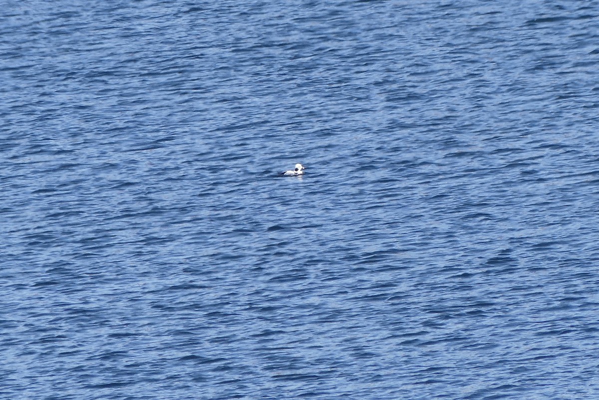 Long-tailed Duck - ML211715531