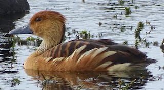 Fulvous Whistling-Duck, ML21171641