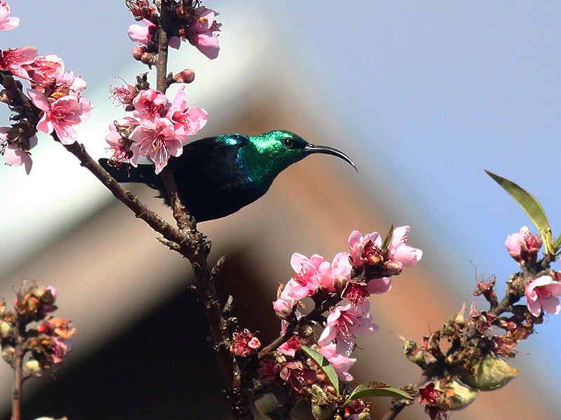Malagasy Sunbird - Manod Taengtum