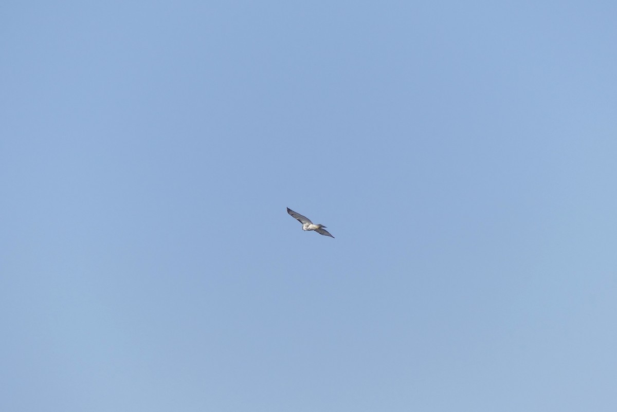 Red-tailed Hawk - ML211717031
