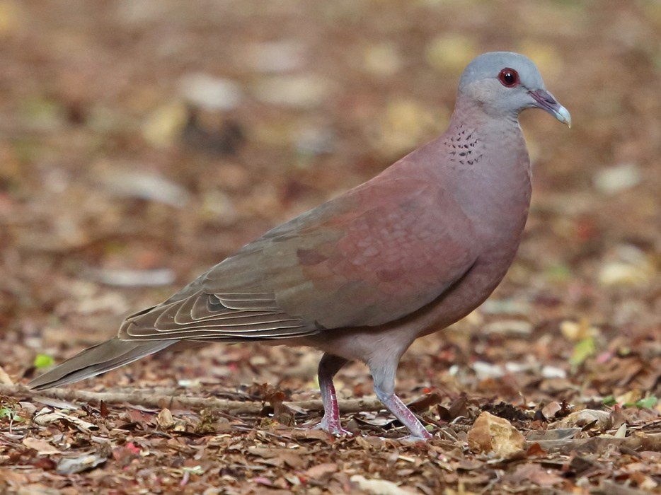 Malagasy Turtle-Dove - Nigel Voaden