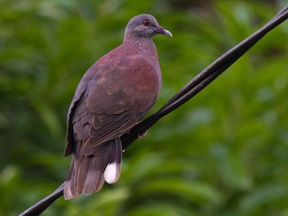 マダガスカルキジバト - eBird