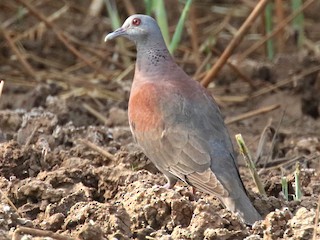 キジバド マダガスカルキジバト - eBird