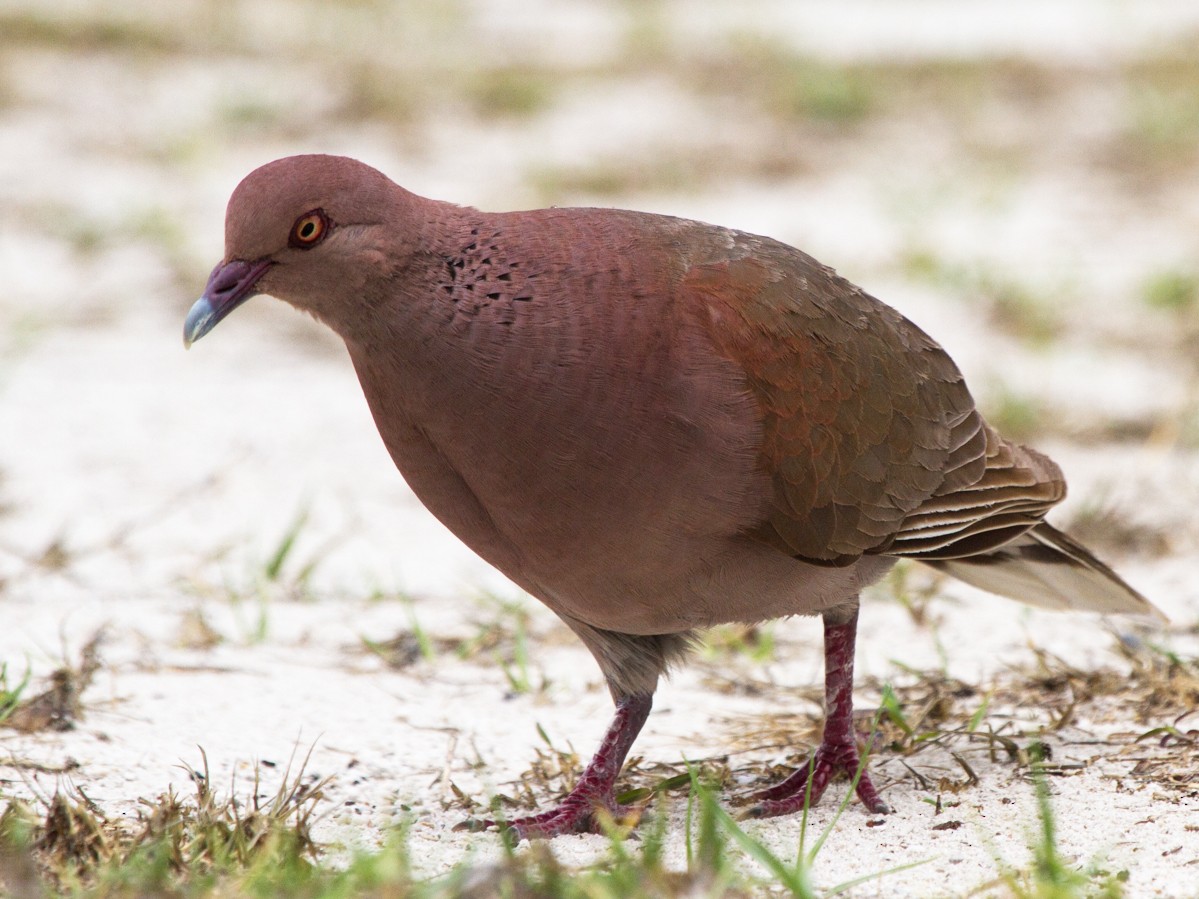 Malagasy Turtle-Dove - Christophe Gouraud