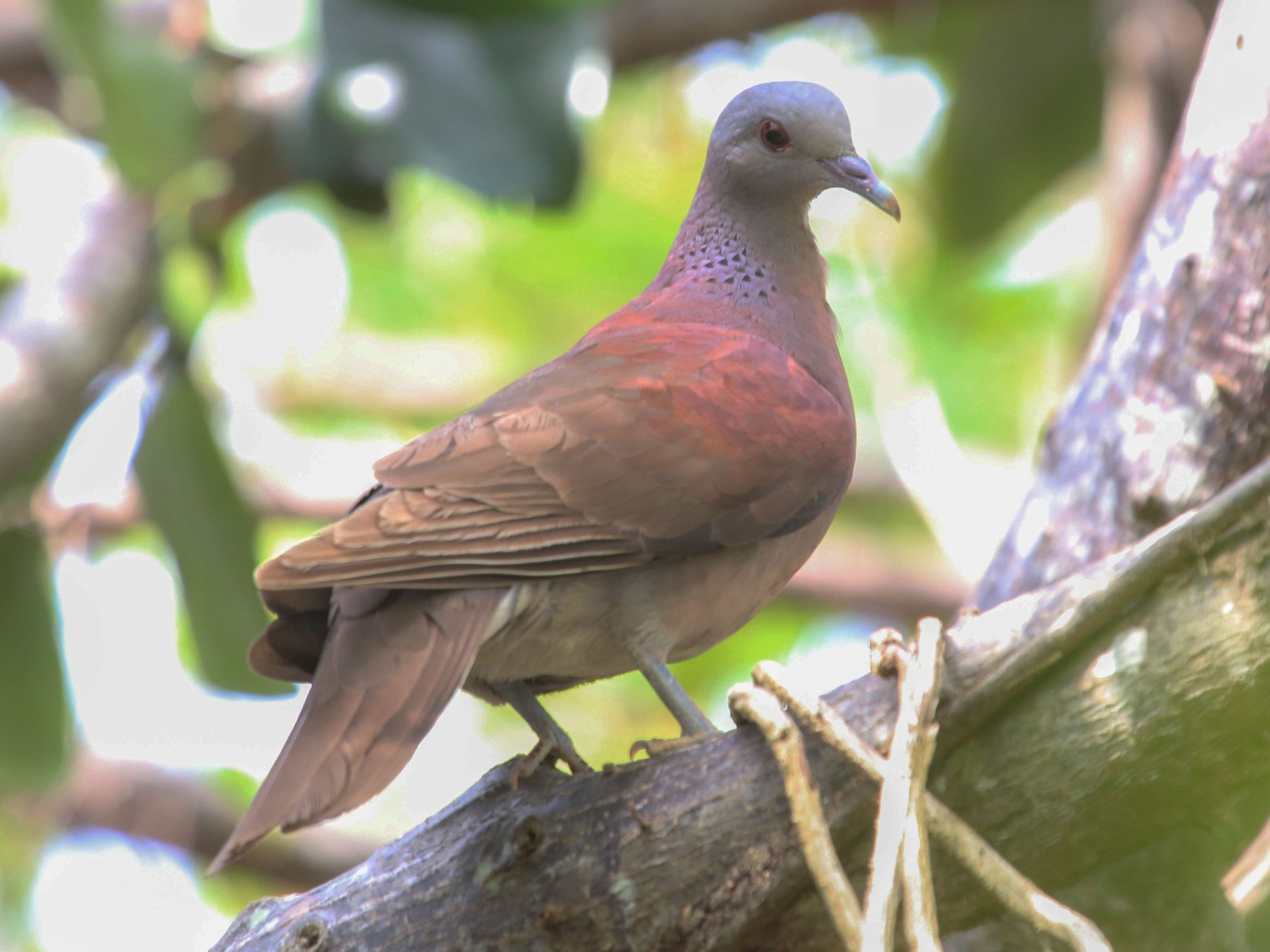 Malagasy Turtle-Dove - Allison Miller