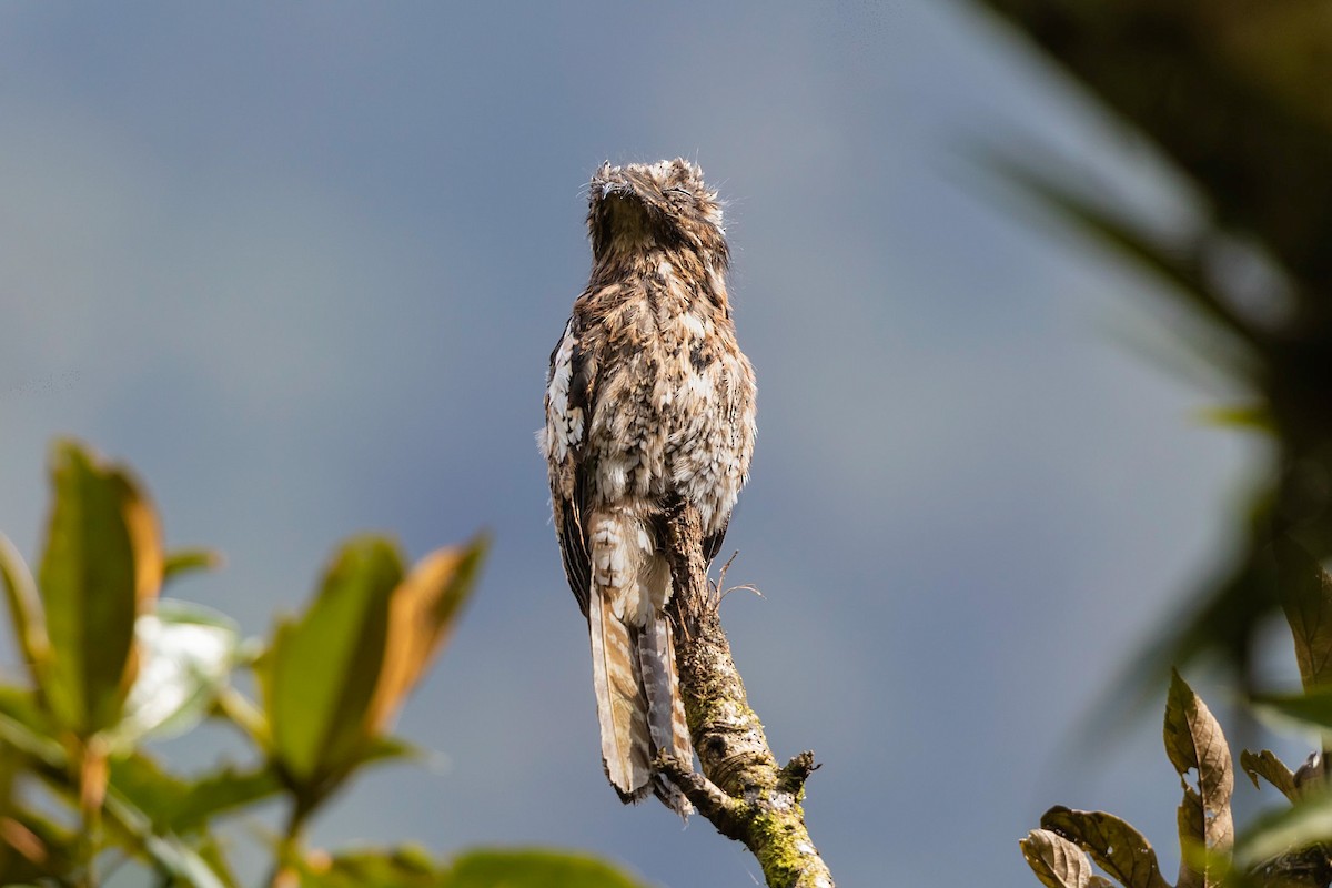 Andean Potoo - ML211717641