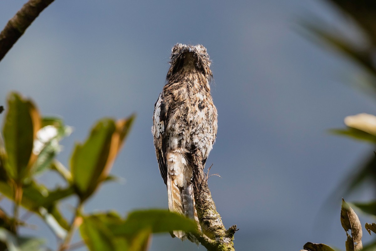 Andean Potoo - ML211717681