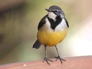 マダガスカルセキレイ - eBird