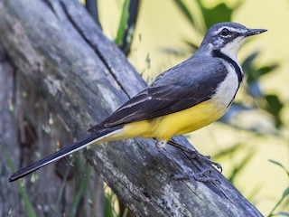 セキレイ マダガスカルセキレイ - eBird