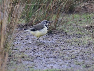 マダガスカルセキレイ - eBird