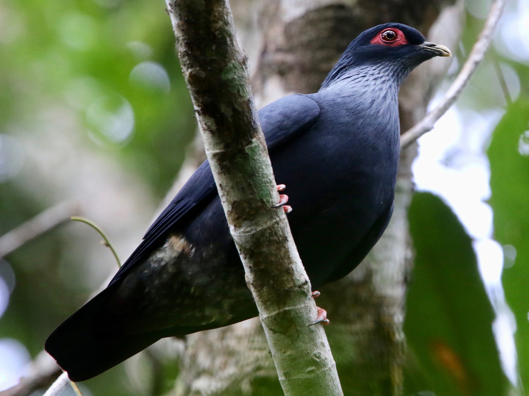 Madagascar Blue-Pigeon - Olivier Langrand