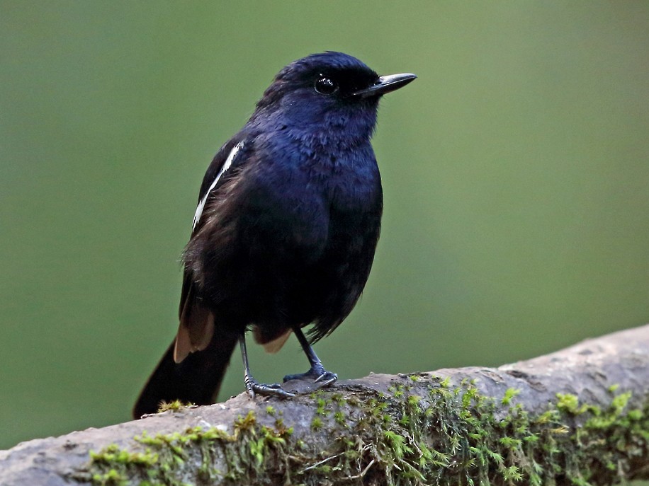 Madagascar Magpie-Robin - Nigel Voaden