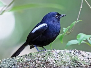 マダガスカルシキチョウ - eBird