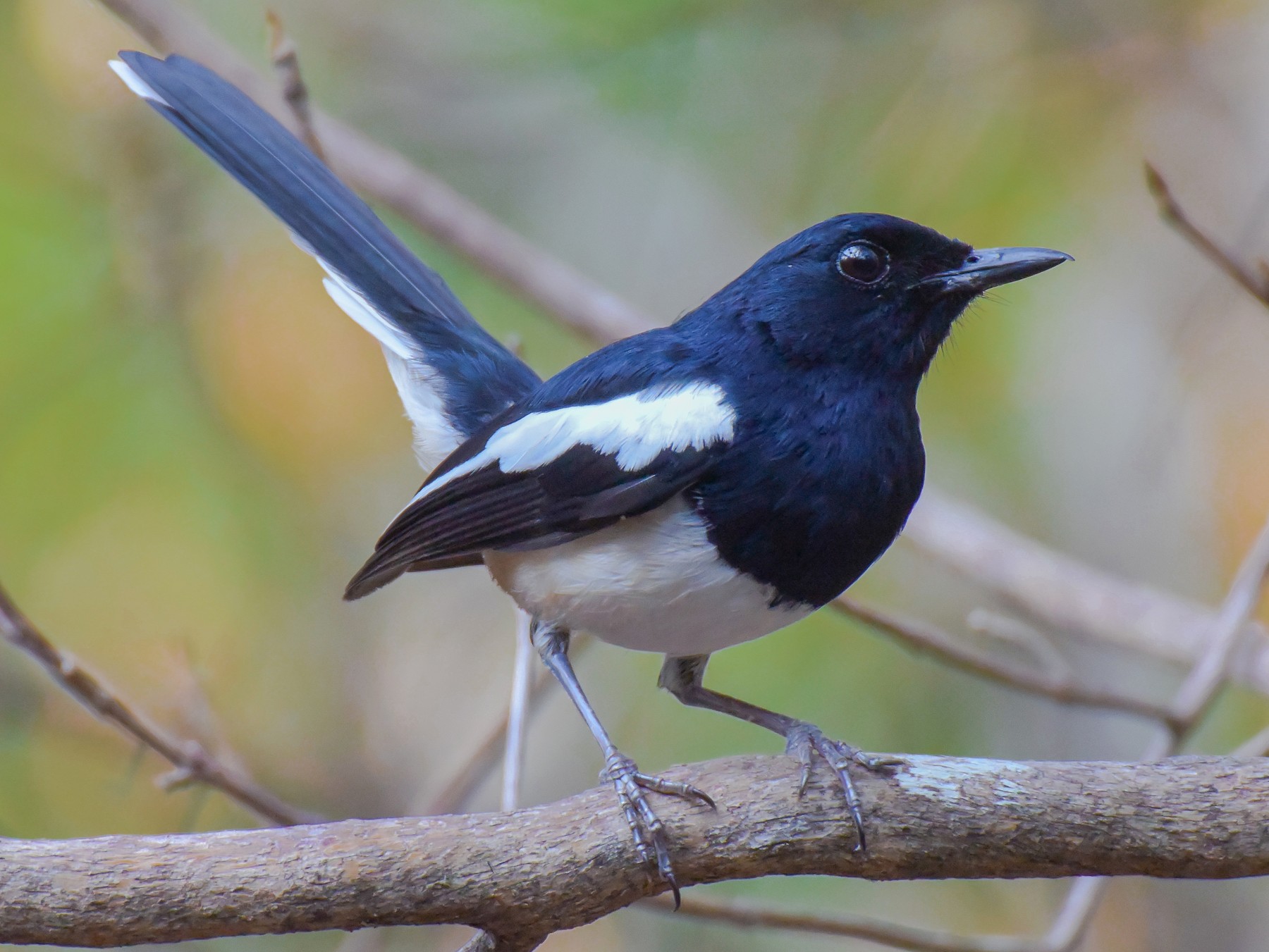 Madagascar Magpie-Robin - Giuseppe Citino