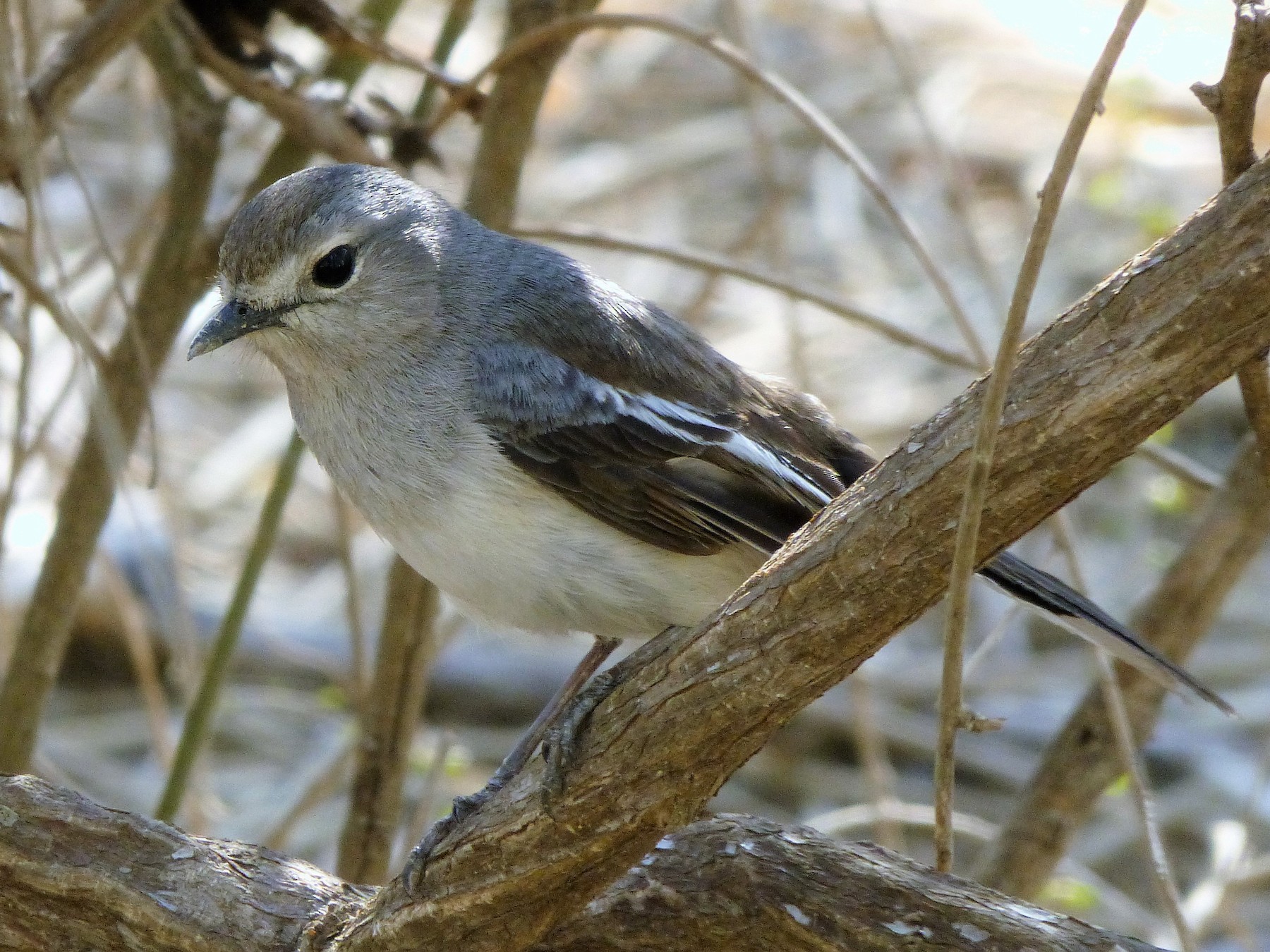 Madagascar Magpie-Robin - Graeme Spinks