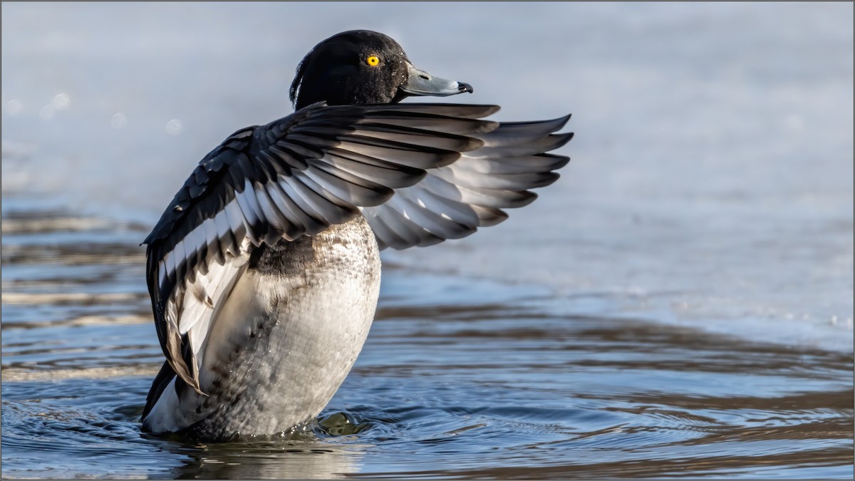 Tufted Duck - ML211724981