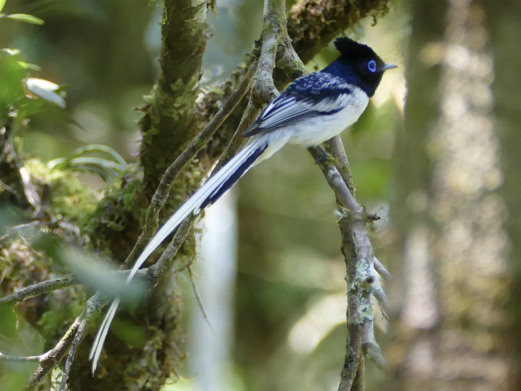 Malagasy Paradise-Flycatcher - Peter Kaestner