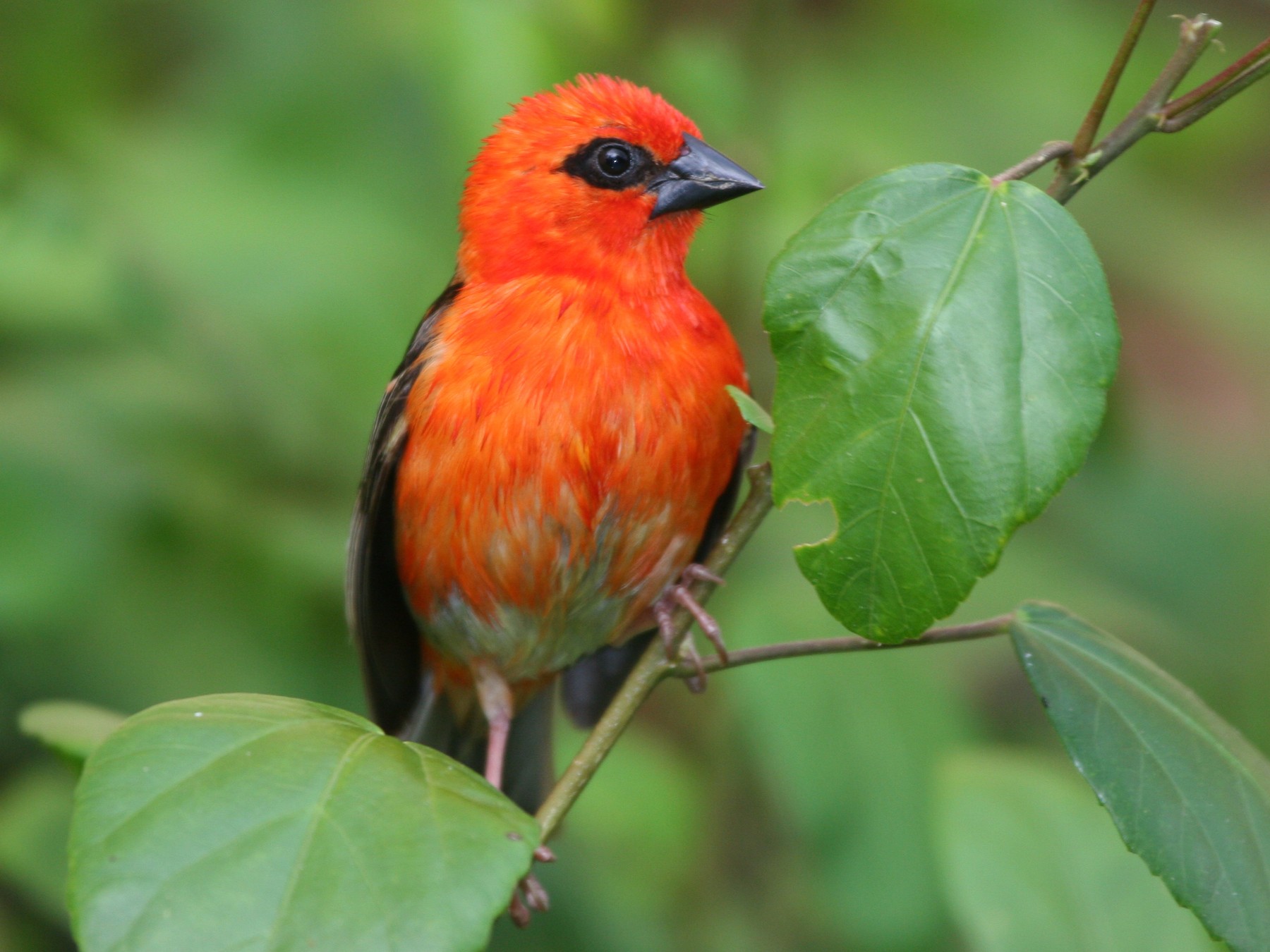 Red Fody - eBird