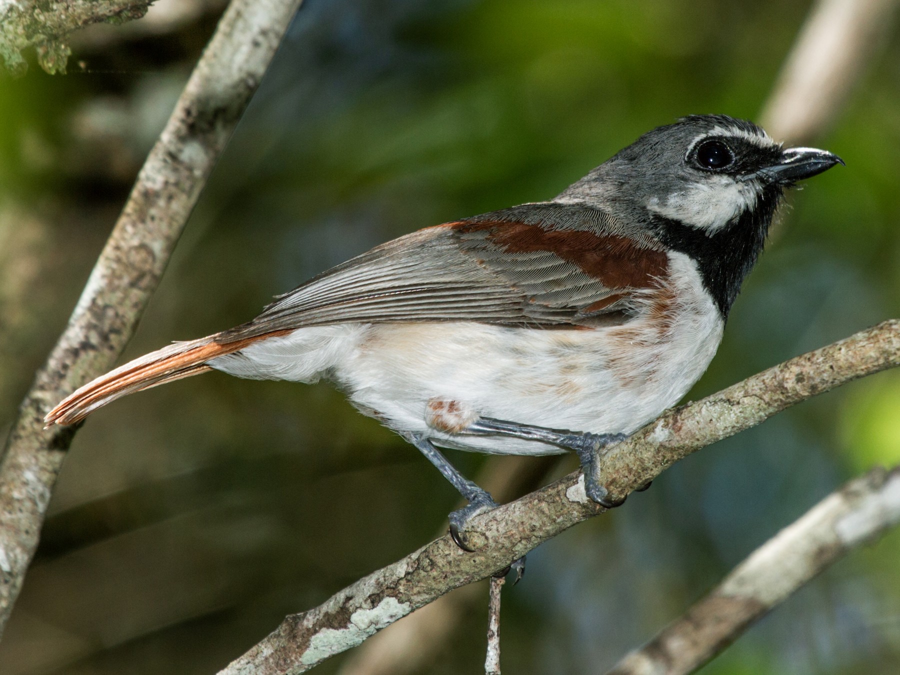 Red-tailed Vanga - Nick Athanas