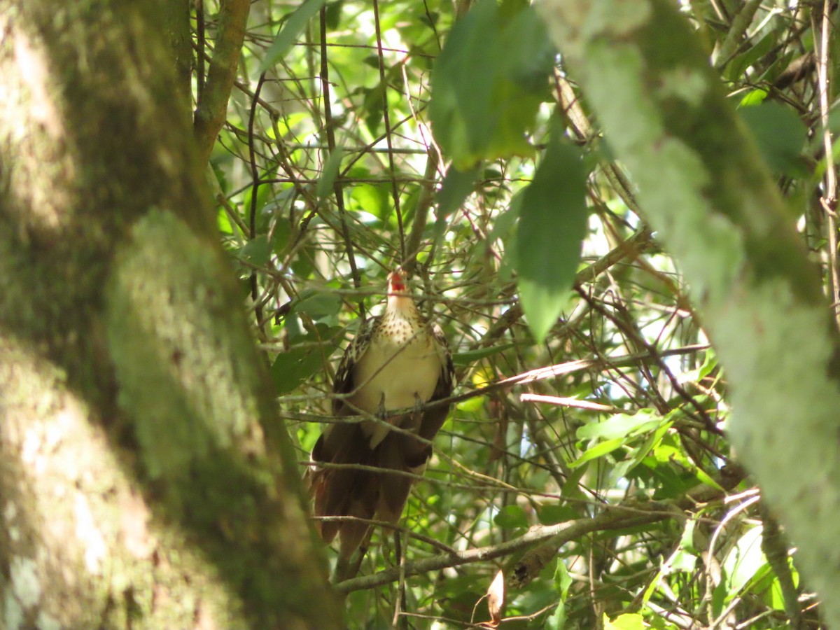 Pheasant Cuckoo - ML211734281