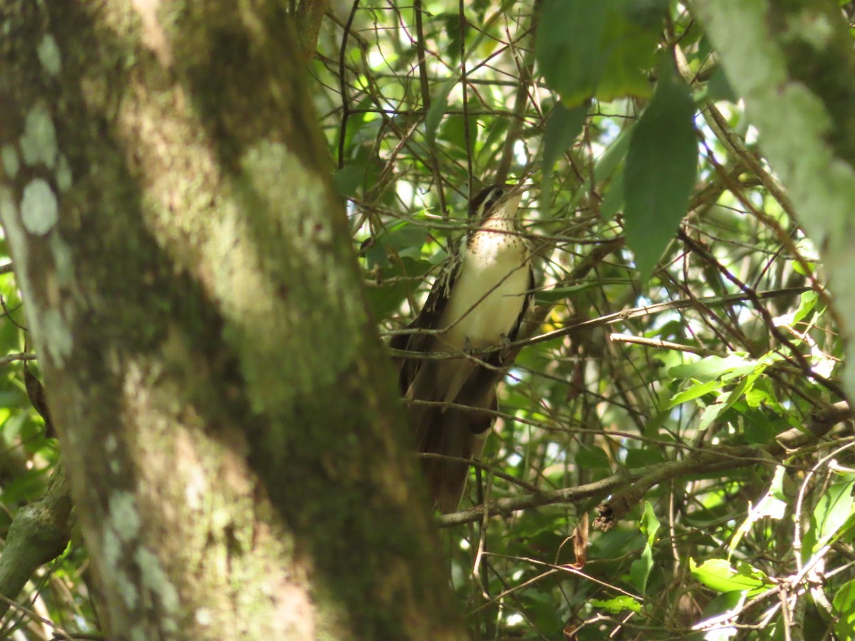 Pheasant Cuckoo - ML211734291