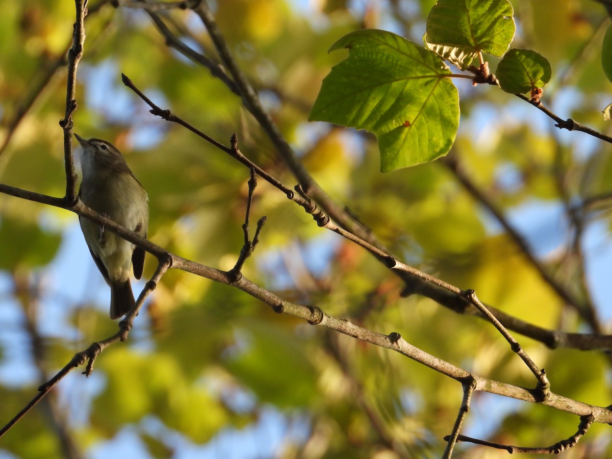 Brown-capped Vireo - Adrianh Martinez-Orozco