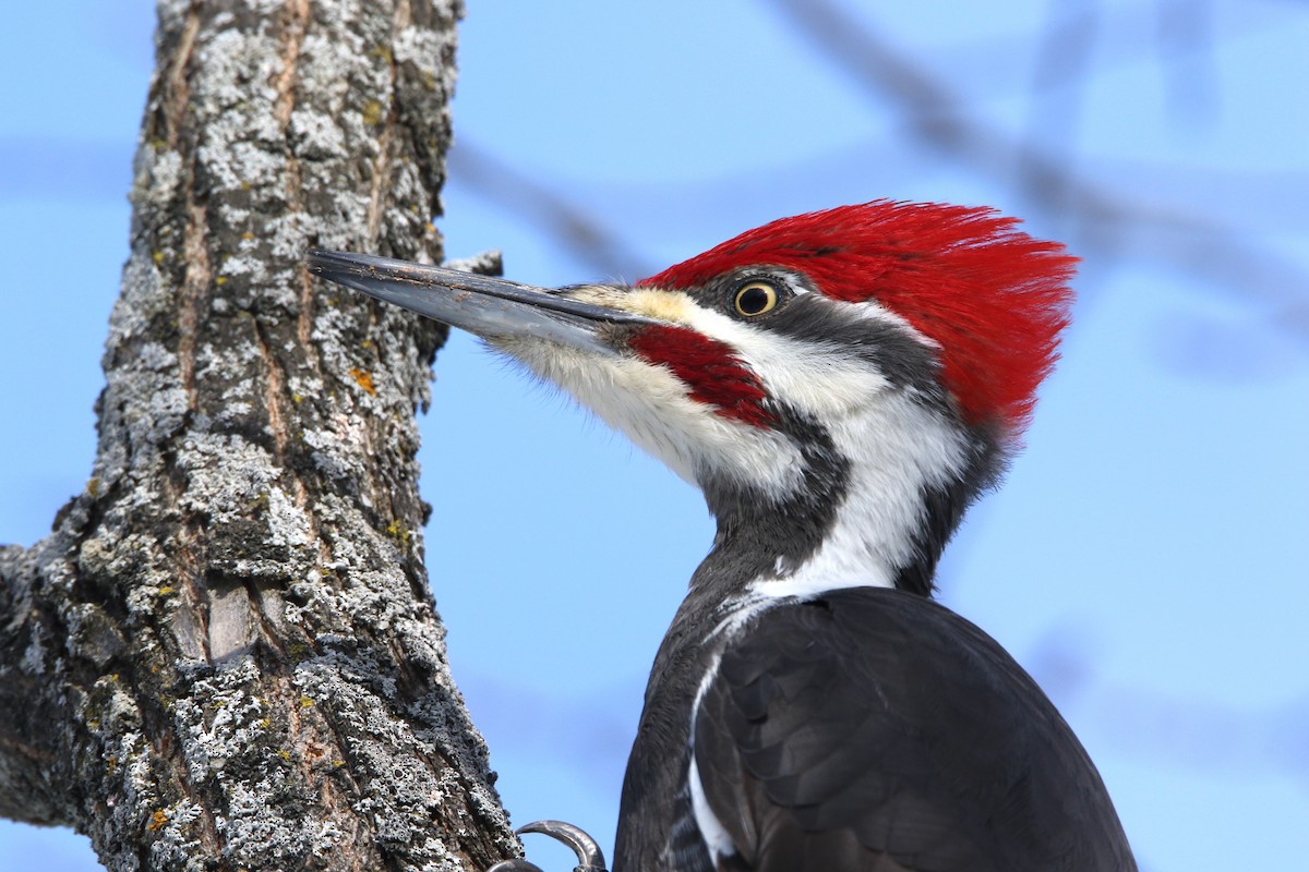 Pileated Woodpecker - Brian Tychie