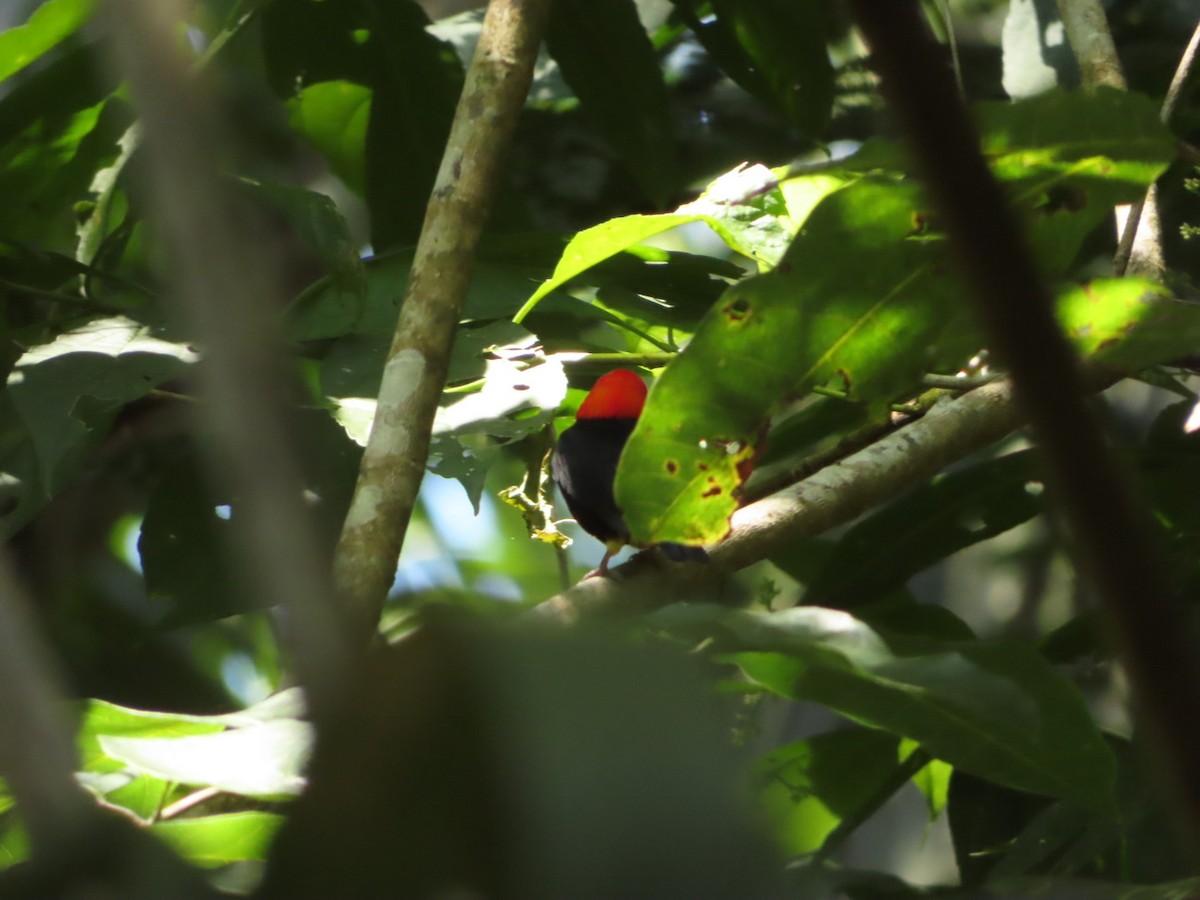 Red-capped Manakin - ML211738781