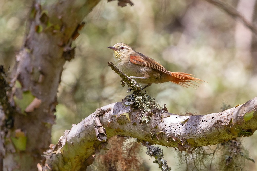 Olive Spinetail - ML211738811