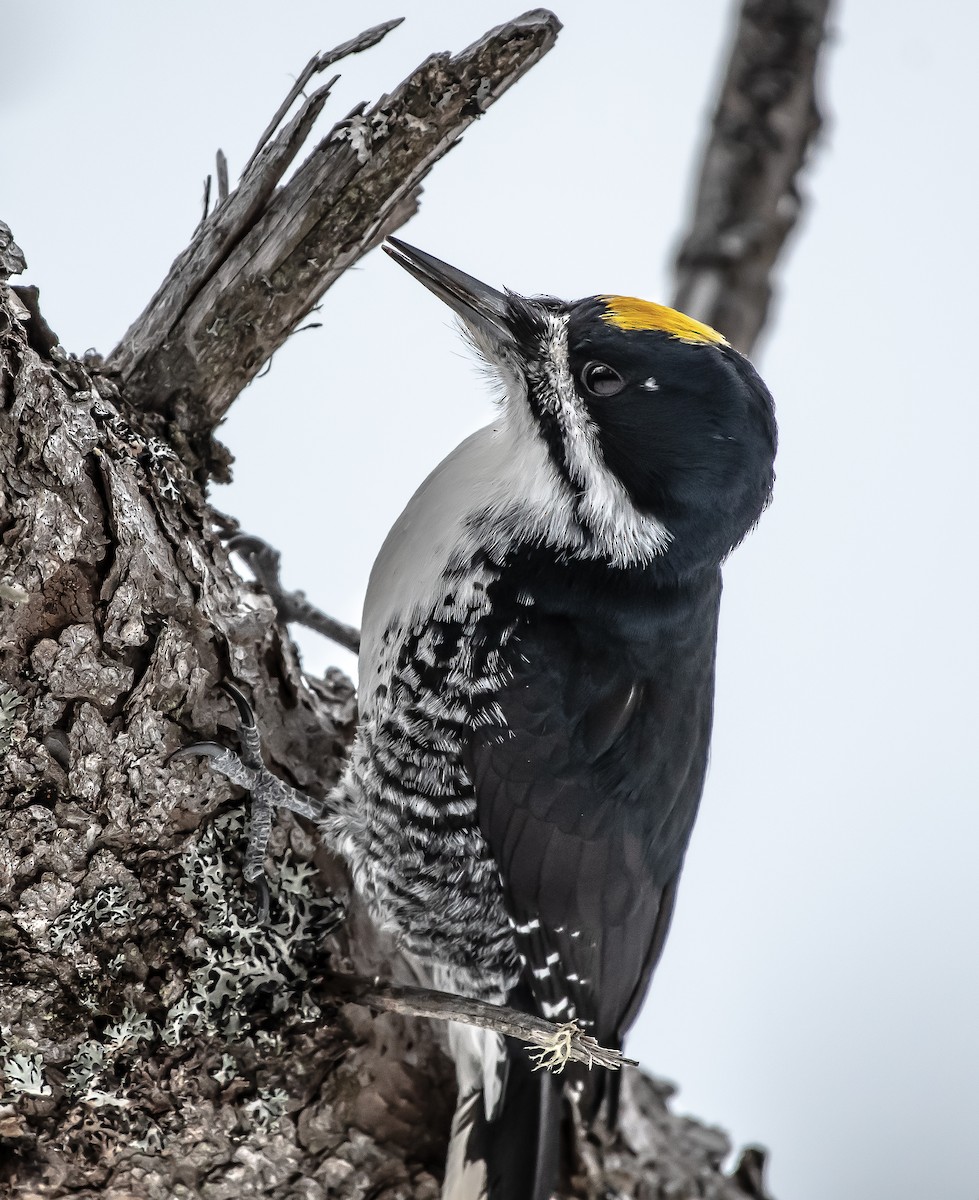Black-backed Woodpecker - ML211741361