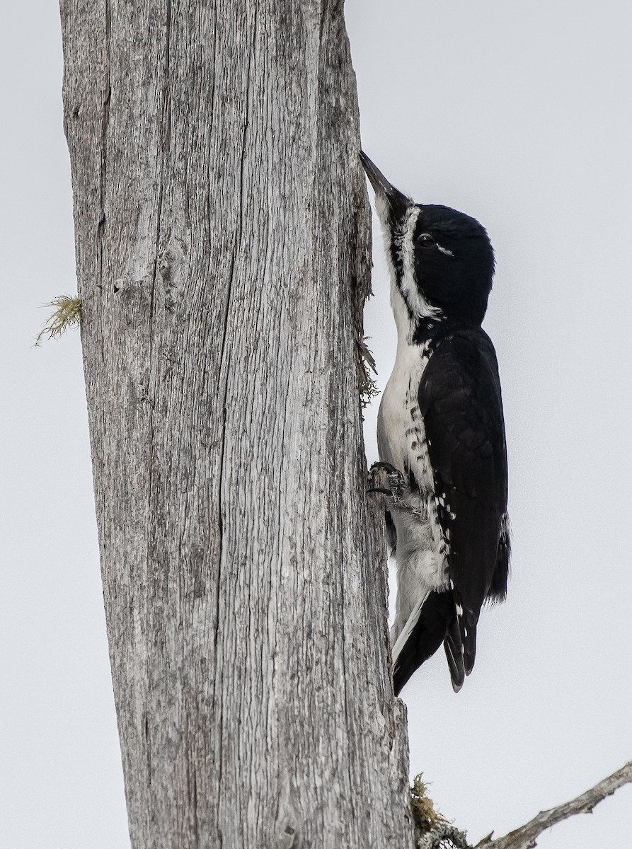 Black-backed Woodpecker - ML211741381