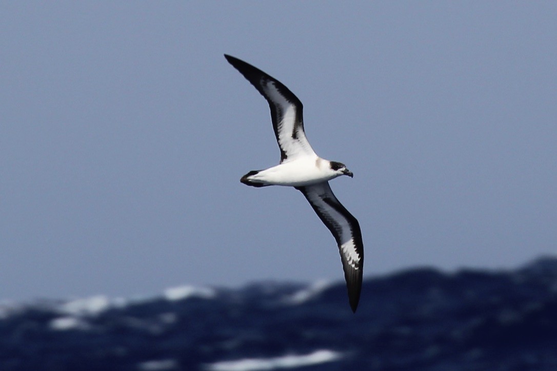 Black-capped Petrel - Irvin Pitts