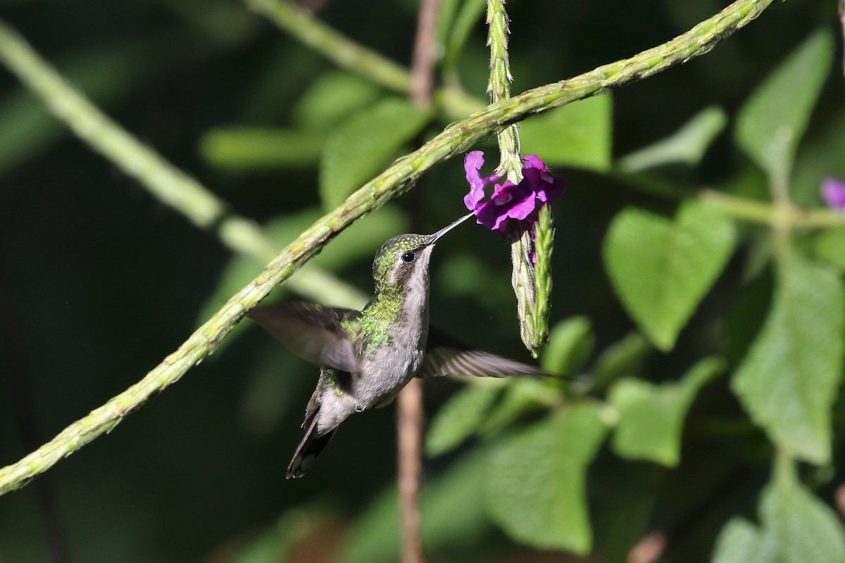 kolibřík zahradní - ML211748451