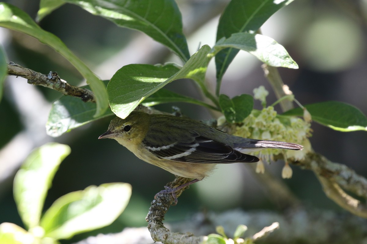 Bay-breasted Warbler - ML211749961