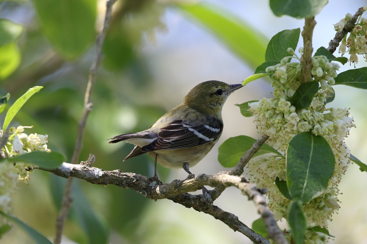 Bay-breasted Warbler - ML211749981